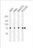 Western blot analysis of lysates from A431, Hela, mouse NIH/3T3, H-4-II-E cell line (from left to right) , using HSPA8 Antibody .AP2872a was diluted at 1:1000 at each lane.