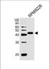 Western blot analysis of lysate from RPMI8226 cell line, using CD38 Antibody at 1:1000.