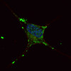 Fluorescent confocal image of SY5Y cells stained with ELP2 antibody. SY5Y cells were fixed with 4% PFA (20 min) , permeabilized with Triton X-100 (0.2%, 30 min) . Cells were then incubated with ELP2 primary antibody (1:100, 2 h at room temperature) . For secondary antibody, Alexa Fluor 488 conjugated donkey anti-rabbit antibody (green) was used (1:1000, 1h) . Nuclei were counterstained with Hoechst 33342 (blue) (10 ug/ml, 5 min) . Note the highly specific localization of the ELP2 immunosignal mainly to the cytoplasm, supported by Human Protein Atlas Data (http://www.proteinatlas.org/ENSG00000134759) .