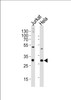 Western blot analysis of lysates from Jurkat, HeLa cell line (from left to right) , using CAPZB Antibody at 1:1000 at each lane.