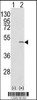 Western blot analysis of CAPZB using rabbit polyclonal CAPZB Antibody using 293 cell lysates (2 ug/lane) either nontransfected (Lane 1) or transiently transfected with the CAPZB gene (Lane 2) .