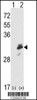 Western blot analysis of ERP29 using rabbit polyclonal ERP29 Antibody using 293 cell lysates (2 ug/lane) either nontransfected (Lane 1) or transiently transfected with the ERP29 gene (Lane 2) .