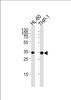 Western blot analysis in HL-60, THP-1 cell line lysates (35ug/lane) .