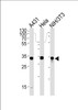 Western blot analysis in A431, Hela and mouse NIH/3T3 cell line lysates (35ug/lane) .