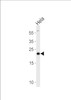 Western blot analysis in Hela cell line lysates (35ug/lane) .