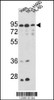 Western blot analysis of IMMT Antibody in Hela, NCI-H460, CEM cell line lysates (35ug/lane)
