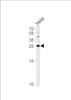 Western blot analysis of lysate from Hela cell line, using YWHAG Antibody at 1:1000 at each lane.