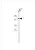 Western blot analysis in A431 cell line lysates (35ug/lane) .