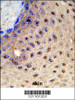 Formalin-fixed and paraffin-embedded human skin reacted with PAX3 Antibody (N-term) , which was peroxidase-conjugated to the secondary antibody, followed by DAB staining.