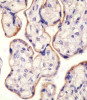 Antibody staining CD71 in human placenta tissue sections by Immunohistochemistry (IHC-P - paraformaldehyde-fixed, paraffin-embedded sections) .