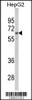 Western blot analysis of HNRPL Antibody in HepG2 cell line lysates (35ug/lane) (2ug/ml)