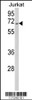 Western blot analysis of RBM14 Antibody in Jurkat cell line lysates (35ug/lane)