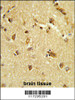Formalin-fixed and paraffin-embedded brain tissue reacted with RBM14 Antibody, which was peroxidase-conjugated to the secondary antibody, followed by DAB staining.