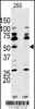 Western Blot in 293 cell line lysate. RPS6KB1 Antibody (arrow) was detected using the purified Pab.