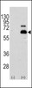 Western blot analysis of RPS6KB1 using rabbit polyclonal RPS6KB1 Antibody (S404) using 293 cell lysates (2 ug/lane) either nontransfected (Lane 1) or transiently transfected with the RPS6KB1 gene (Lane 2) .