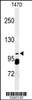 Western blot analysis of SC24A Antibody in T47D cell line lysates (35ug/lane)