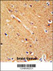 ANKFY1 Antibody immunohistochemistry analysis in formalin fixed and paraffin embedded human brain tissue followed by peroxidase conjugation of the secondary antibody and DAB staining.