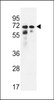 Western blot analysis in Hela, K562 cell line lysates (35ug/lane) .