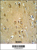 SYTL2 Antibody IHC analysis in formalin fixed and paraffin embedded brain tissue followed by peroxidase conjugation of the secondary antibody and DAB staining.