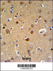 TELO2 Antibody IHC analysis in formalin fixed and paraffin embedded brain tissue followed by peroxidase conjugation of the secondary antibody and DAB staining.