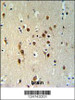 TOX3 Antibody IHC analysis in formalin fixed and paraffin embedded brain tissue followed by peroxidase conjugation of the secondary antibody and DAB staining.