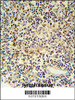 CORO6 Antibody immunohistochemistry analysis in formalin fixed and paraffin embedded human lymph tissue followed by peroxidase conjugation of the secondary antibody and DAB staining.