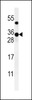 Western blot analysis of ZCH24 Antibody in CHO cell line lysates (35ug/lane)