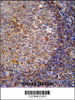 ARHGAP25 Antibody immunohistochemistry analysis in formalin fixed and paraffin embedded human tonsil tissue followed by peroxidase conjugation of the secondary antibody and DAB staining.