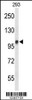 Western blot analysis of DDX23 Antibody in 293 cell line lysates (35ug/lane)