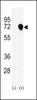 Western blot analysis of NASP using rabbit polyclonal NASP Antibody using 293 cell lysates (2 ug/lane) either nontransfected (Lane 1) or transiently transfected with the NASP gene (Lane 2) .