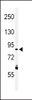 Western blot analysis of LRRN3 Antibody in K562 cell line lysates (35ug/lane)