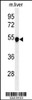 Western blot analysis of PAH Antibody in mouse liver tissue lysates (35ug/lane)