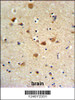 FCGR1A Antibody IHC analysis in formalin fixed and paraffin embedded brain tissue followed by peroxidase conjugation of the secondary antibody and DAB staining.