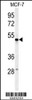 Western blot analysis of PSG7 Antibody in MCF-7 cell line lysates (35ug/lane)