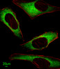 Immunofluorescent analysis of Hela cells, using ITPA Antibody (N-term) . Antibody was diluted at 1:25 dilution. Alexa Fluor 488-conjugated goat anti-rabbit lgG at 1:400 dilution was used as the secondary antibody (green) . Cytoplasmic actin was counterstained with Dylight Fluor 554 (red) conjugated Phalloidin (red) .