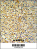 NAT8 Antibody IHC analysis in formalin fixed and paraffin embedded mouse kidney tissue followed by peroxidase conjugation of the secondary antibody and DAB staining.