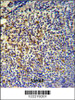 TPPP3 Antibody IHC analysis in formalin fixed and paraffin embedded tonsil followed by peroxidase conjugation of the secondary antibody and DAB staining.