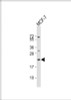 Western Blot at 1:2000 dilution + MCF-7 whole cell lysate Lysates/proteins at 20 ug per lane.