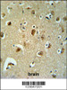 B3GALT6 Antibody in Ramos cell line lysates (35ug/lane) .B3GALT6 (arrow) ) IHC analysis in formalin fixed and paraffin embedded brain tissue followed by peroxidase conjugation of the secondary antibody and DAB staining.