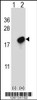 Western blot analysis of CMTM7 using rabbit polyclonal CMTM7 Antibody using 293 cell lysates (2 ug/lane) either nontransfected (Lane 1) or transiently transfected (Lane 2) with the CMTM7 gene.
