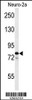 Western blot analysis of F91A1 Antibody in Neuro-2a cell line lysates (35ug/lane)