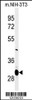 Western blot analysis of MAGT1 Antibody in mouse NIH-3T3 cell line lysates (35ug/lane)