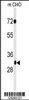 Western blot analysis of PHF13 Antibody in CHO cell line lysates (35ug/lane) .