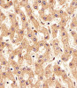 Immunohistochemical analysis of paraffin-embedded H. liver section using PSMAL Antibody . Antibody was diluted at 1:25 dilution. A undiluted biotinylated goat polyvalent antibody was used as the secondary, followed by DAB staining.