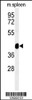 Western blot analysis of TEKT4 Antibody in mouse spleen tissue lysates (35ug/lane)