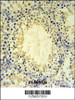UBXN6 Antibody IHC analysis in formalin fixed and paraffin embedded mouse testis tissue followed by peroxidase conjugation of the secondary antibody and DAB staining.