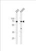 Western blot analysis in 293, A549 cell line lysates (35ug/lane) .