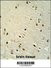 XRCC6 antibody immunohistochemistry analysis in formalin fixed and paraffin embedded human brain tissue followed by peroxidase conjugation of the secondary antibody and DAB staining.