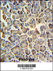 ZACN Antibody IHC analysis in formalin fixed and paraffin embedded human pancreas tissue followed by peroxidase conjugation of the secondary antibody and DAB staining.