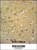 JHDM1D Antibody immunohistochemistry analysis in formalin fixed and paraffin embedded human brain tissue followed by peroxidase conjugation of the secondary antibody and DAB staining.